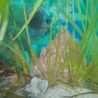 ماهی دیسکس الماسی  ماده