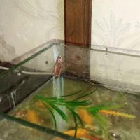 فایتر ماده پلاکت|ماهی|اهواز, بهارستان|دیوار