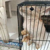 خرگوش مینیاتوری باهوش|موش و خرگوش|تهران, مسعودیه|دیوار