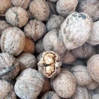 گردو ریشخار کیلو ۴۱۵۰۰۰همش ۱۵۰کیلو مانده