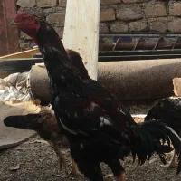 مرغ و خروس لاری