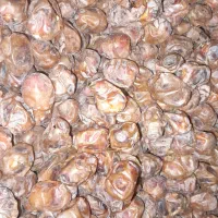 خوشمزه شیرین|حراج|سنندج, |دیوار