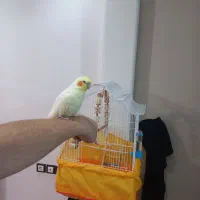 عروس هلندی ماده آماده جفت‌گیری سالم