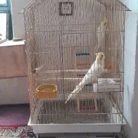 عروس هلندی مولد لوتینو روی تخم