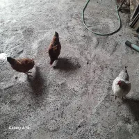 مرغ