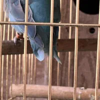 یک جفت راهب آبی اوپلاین مولد|پرنده|تهران, سازمان برنامه جنوبی|دیوار