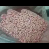 گندم دیم بذر باران|خدمات باغبانی و درختکاری|قوچان, |دیوار