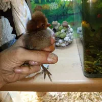 جوجه زینتی پاپر کاکلی رنگ خاص انتخابی