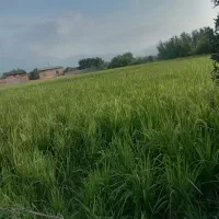 اجاره-زمین