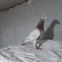 کبوتر نامور کوهی