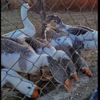 اردک و غاز های خیلی چاق و تخم گذار