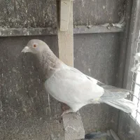 کفتر ماده غریب گیری