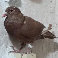 گلی پلنگ