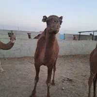 گوشت تازه هاشی