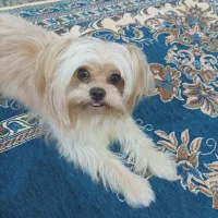 حنا ( پاکوتاه)|سگ|گرگان, |دیوار