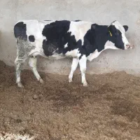 گاو گوساله تلیسه