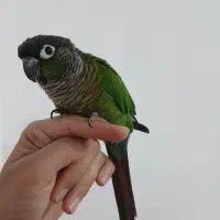 گرینچیک ۱۵ ماهه