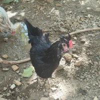 مرغ وخروس وجوجه گلین