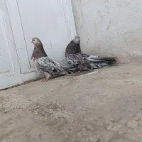 سرور کشیده|پرنده|همدان, |دیوار