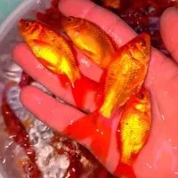 کوی|ماهی|زرند, |دیوار