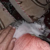 بچه گربه گم شده|حیوانات|داراب, |دیوار