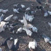 کفتربوم چهل تا|پرنده|گلمکان, |دیوار