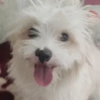 دو تا سگ شیتزو خوشگل و بازی خوش. بی صدا|سگ|بیرجند, |دیوار