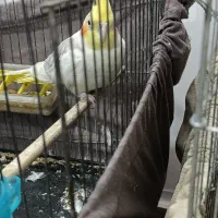 فروش دوکت نر لوتینو