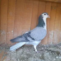 کبوتر پرشی و کوتوله برزیلی|پرنده|اصفهان, کوی امیریه|دیوار