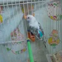 مرغ عشق|پرنده|قرچک, مهدیه|دیوار