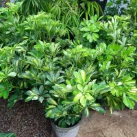 گیاه شفلرا|گل و گیاه طبیعی|تهران, عباسآباد|دیوار