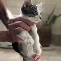 واگذاری بچه گربه