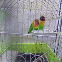 طوطی بریزیلی|پرنده|تهران, امام زاده عبدالله|دیوار