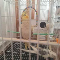 عروس گل باقالی سرحال سالم خوشگل