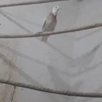 کبوتر طوقی|پرنده|سنقر, |دیوار