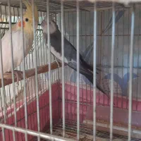 جفت عروس هلندی