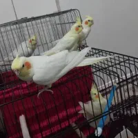 انواع عروس هلندی لوتینو|پرنده|اندیمشک, |دیوار