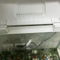 اکواریوم با ماهی گوپی|ماهی|تبریز, |دیوار