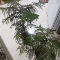 کاج اپارتمانی