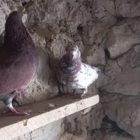 پنج کبوتر ملاقی|پرنده|قرقری, |دیوار