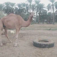 شتر ماده با بچش شیری|حیوانات مزرعه|ایرانشهر, |دیوار