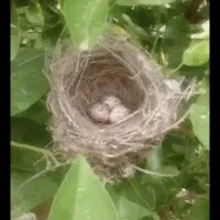 جوجه قناری روی درخت