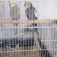 پرنده|پرنده|نجف‌آباد, ویلاشهر|دیوار