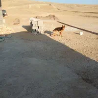 سگ ژرمن|سگ|اردبیل, |دیوار