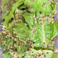 حلزون|خزنده|خرم بید, |دیوار