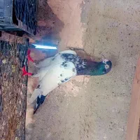 کبوتر پاکستانی|پرنده|میناب, |دیوار