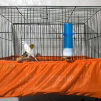 قناری نر و ماده