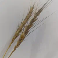 گندم دیم.بذر.سیاهداس