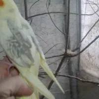 عروس هلندی جوجه تا بالغ