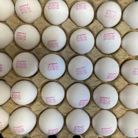 استخدام خانم آبدارخانه و بسته بندی تخم مرغ|استخدام سرایداری و نظافت|اردبیل, |دیوار